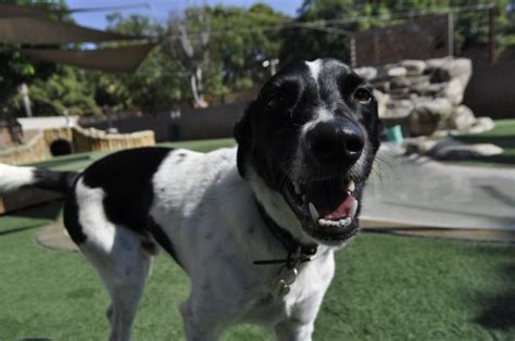 dog boarding costa mesa|The Bone Adventure 